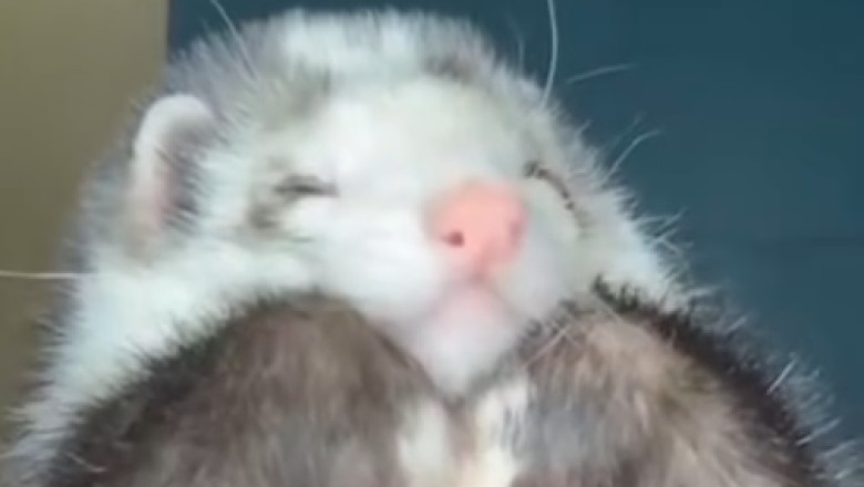 Sleepy Ferret Steals Hearts with Adorable Nap Routine!