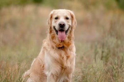 Transform Your Golden Retriever: The Ultimate Guide to Preventing Doggy Obesity!