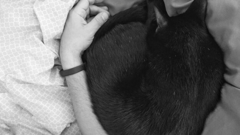 "What Your Cat's Sleep Spot Says About Your Relationship—Prepare to Be Amazed!