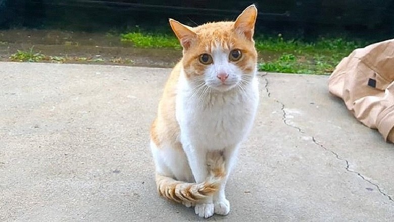 Unexpected Tears: Stray Cat Returns After Neutering in Heartwarming Reunion