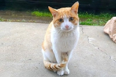 Unexpected Tears: Stray Cat Returns After Neutering in Heartwarming Reunion