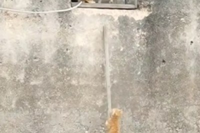 Adorable Kittens Conquer Their First Climb!