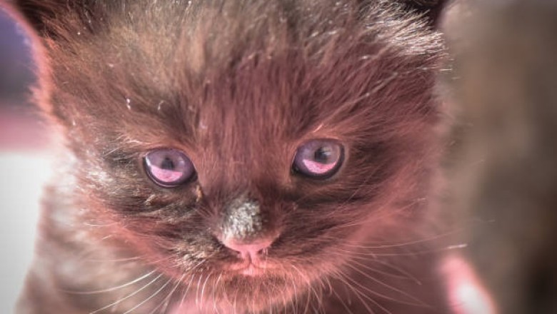 From Despair to Hope: The Incredible Journey of an Abandoned Kitten