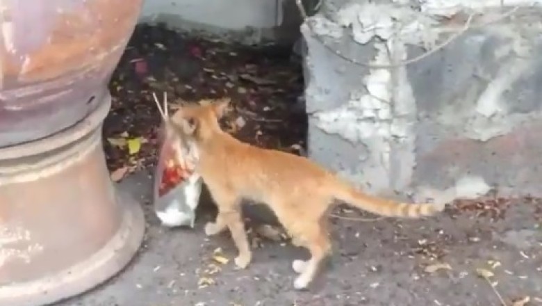 Street Feast: Hungry Cat Devours a Bag of Food!