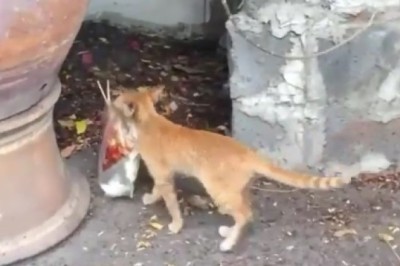 Street Feast: Hungry Cat Devours a Bag of Food!
