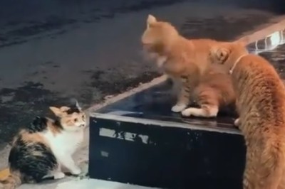 Street Showdown: Cats Battle for Territory!