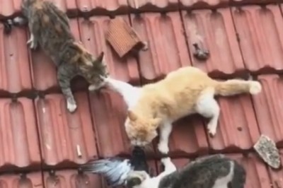 Three cats holding a crow on the roof of a house