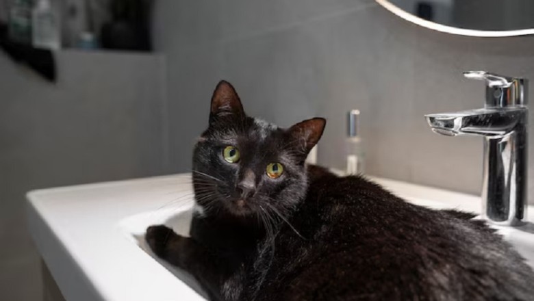 Whiskers the Bath-Loving Cat: Internet's Newest Sensation
