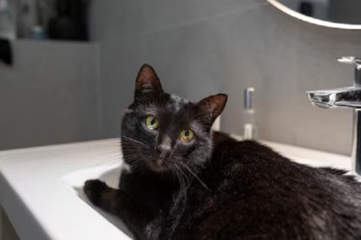 Whiskers the Bath-Loving Cat: Internet's Newest Sensation