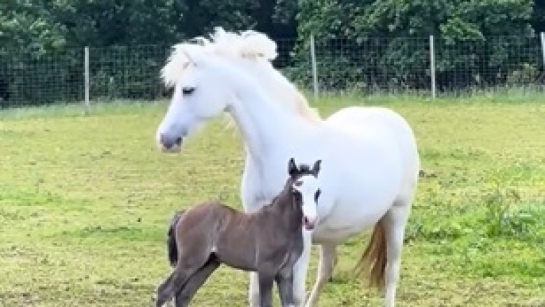 Bond of Nature: A Mare and Her Foal in the Sun