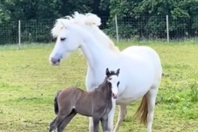 Bond of Nature: A Mare and Her Foal in the Sun