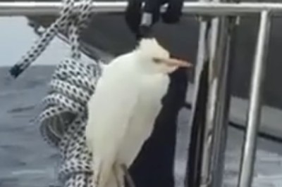 Braving the Chill: Pelican's Adventure in the Cold Sea