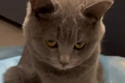 Cuteness Overload: Newborn Kittens' First Moments