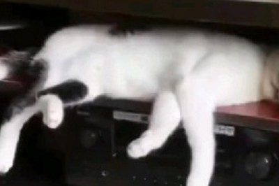 Dreamland Drama: A Cat's Hilarious Nightmare Reactions