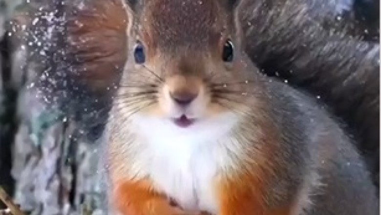 Epic Adventures: The Daring Feats of an Awesome Squirrel