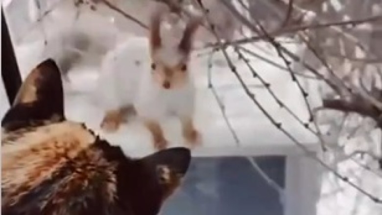 Furry Frenemies: Cats and Squirrels' Playful Encounters