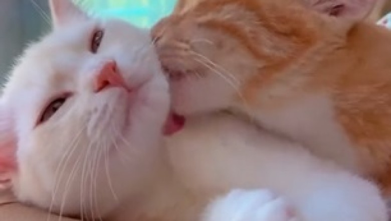 Heartfelt Moments: The Unbreakable Bond of a Loving Cat