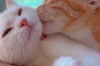 Heartfelt Moments: The Unbreakable Bond of a Loving Cat