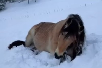 Snow Day Fun: Horse Enjoys the Winter Wonderland