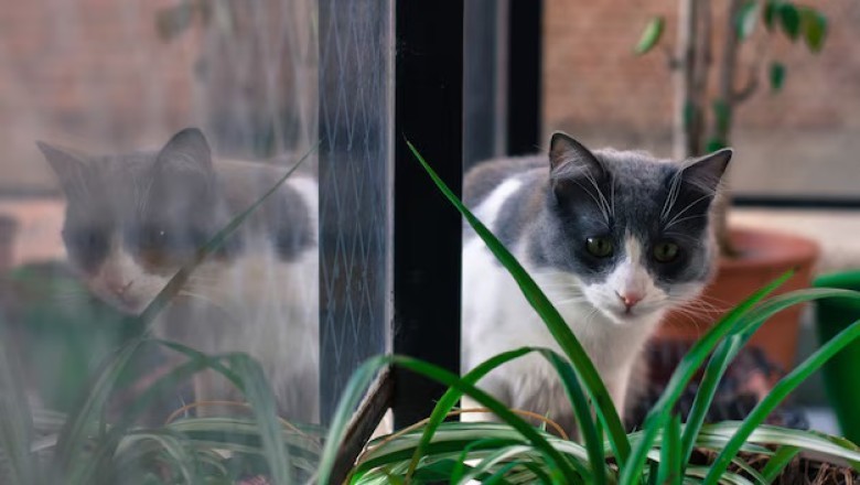 The Cat's Secret to Life: What Falling from a Tree Can Teach Us About Letting Go