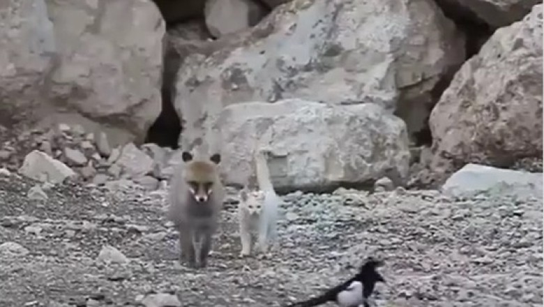 Unlikely Trio: Fox, Cat, and Bird's Adorable Friendship