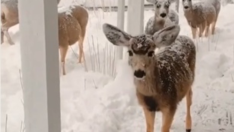 Winter Wonderland: The Graceful Beauty of Deer in Snow