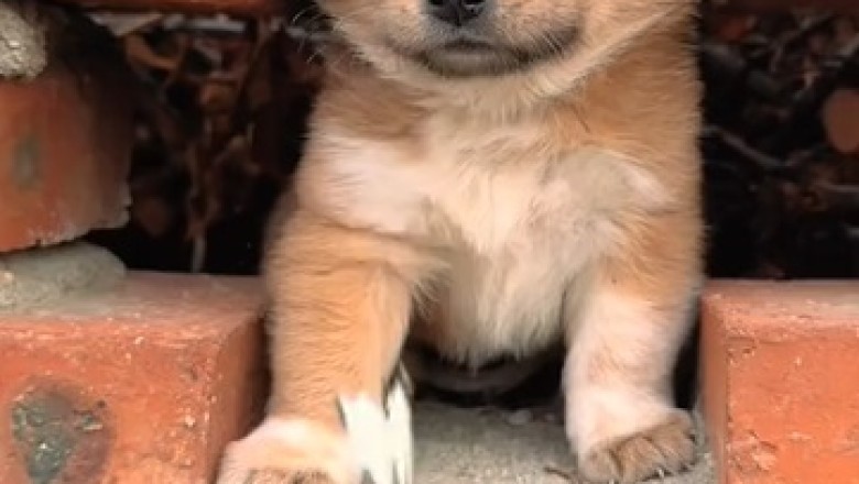 Adorable Encounter: Friendly Butterfly and Curious Dog Share a Magical Moment!