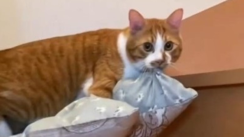 Adorable Laughter: The Funniest Cute Cat Moments