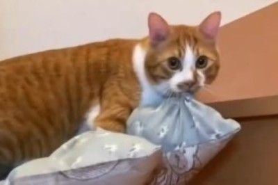 Adorable Laughter: The Funniest Cute Cat Moments