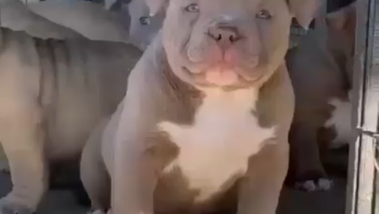 Adorable Pitbull Puppies: Playtime Fun and Heartwarming Moments!