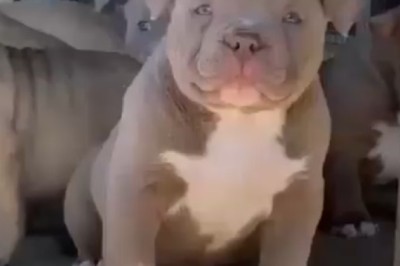 Adorable Pitbull Puppies: Playtime Fun and Heartwarming Moments!