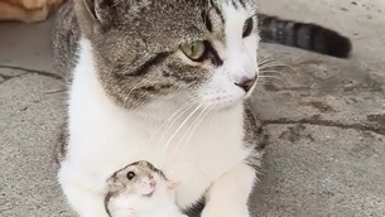Cat’s Unexpected Friendship with a Mouse
