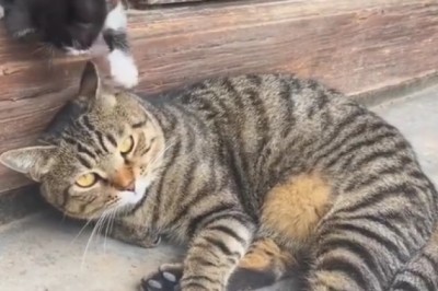 Cuteness Overload! 😻 Cat and Kitten Bond in Adorable Video | Must Watch!