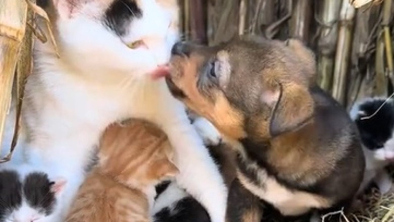 Cutest Trio: Cat, Kittens, and Puppy Enjoy Playtime Together!