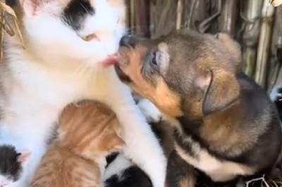 Cutest Trio: Cat, Kittens, and Puppy Enjoy Playtime Together!