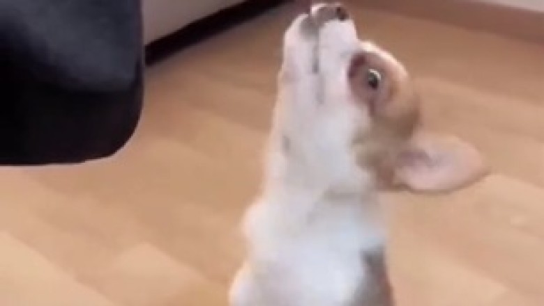 Dog's Funniest Moments Compilation! 🐶😂 Non-Stop Laughter Guaranteed!