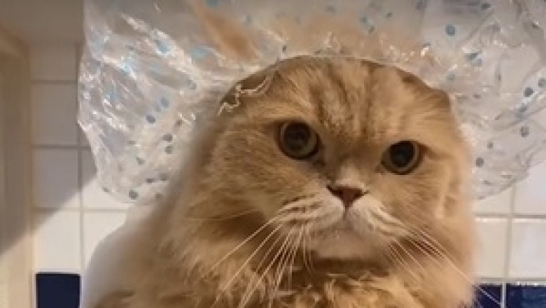 Hilarious Cat Bath Time: Watch This Grumpy Feline's Reaction!