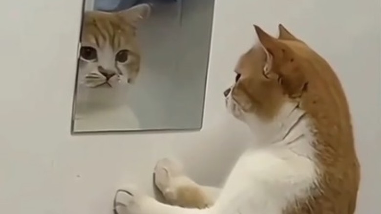 Hilarious Cat Reacts to Seeing His Reflection for the First Time! 🐱😂 | Must-Watch Moment