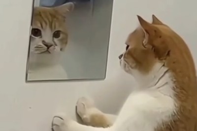 Hilarious Cat Reacts to Seeing His Reflection for the First Time! 🐱😂 | Must-Watch Moment