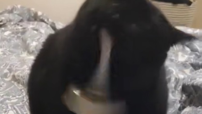 Hilarious Cats Causing Mayhem: You Won't Stop Laughing!