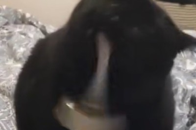 Hilarious Cats Causing Mayhem: You Won't Stop Laughing!