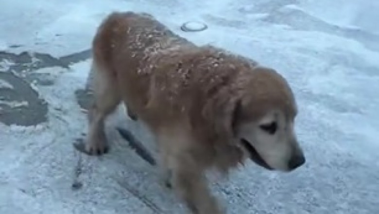 "Hilarious Doggy Snow Day Fail! 🐶❄️ Watch This Pup's Slippery Adventure