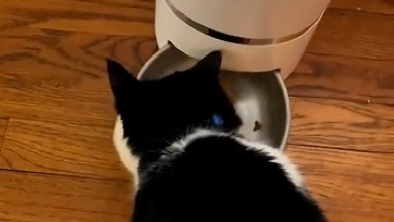 Hilarious Feline Fiasco: Cat vs. Electric Shaver!