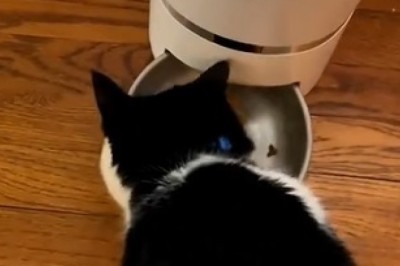 Hilarious Feline Fiasco: Cat vs. Electric Shaver!
