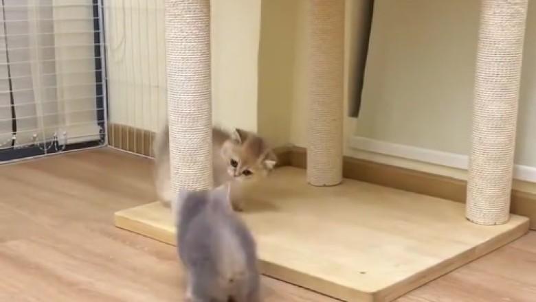 Kittens' Playtime Extravaganza! 🐱🎉 Watch These Furballs Have Fun!