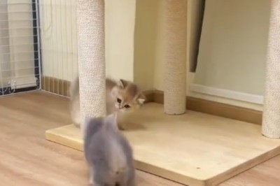 Kittens' Playtime Extravaganza! 🐱🎉 Watch These Furballs Have Fun!