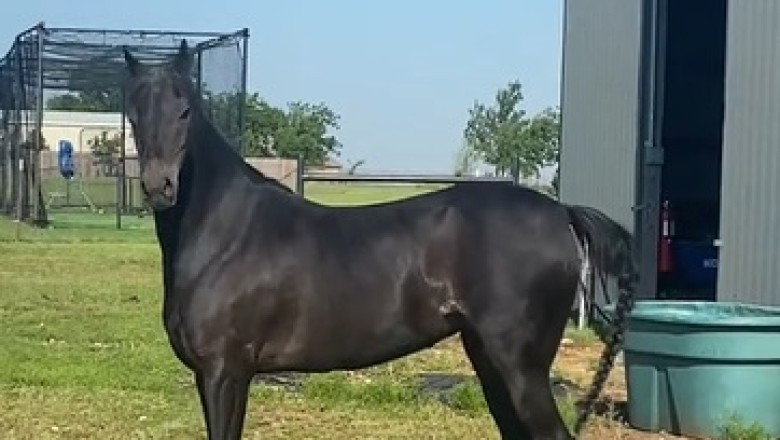 Majestic Horse Power: Stunning Movements in Action!