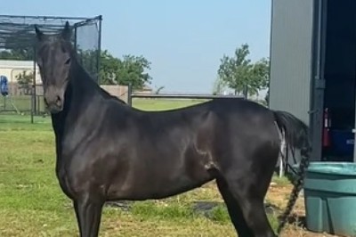 Majestic Horse Power: Stunning Movements in Action!