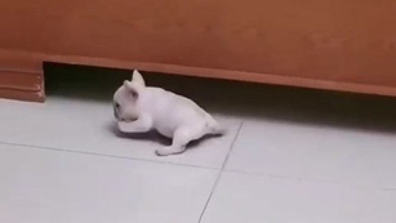 Puppy's Slippery Snow Day! 🐾❄️ Adorable Winter Antics Caught on Camera