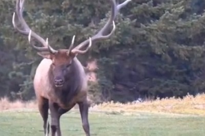 Unexpected Movements: Passes Caught in Hilarious Action!